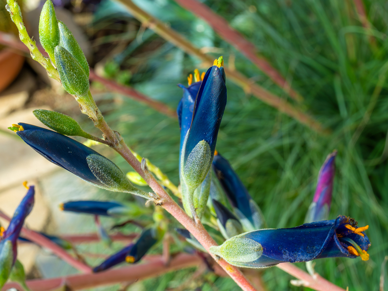 tallinn_botanical_garden_palm_house_tropics-16