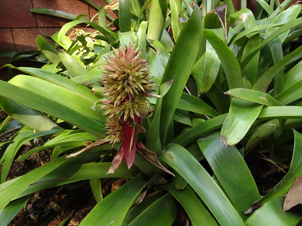 Эхмея водосборная - Aechmea aquilega