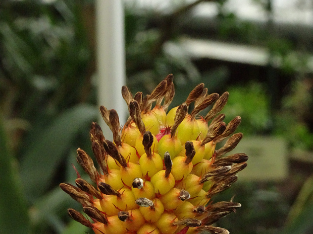 Эхмея чашечковая - Aechmea calyculata