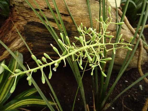 Араеококкус хлыстолистный - Araeococcus flagellifolius