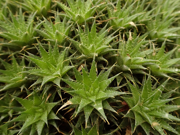 Дейтерокохния коротколистная - Deuterocohnia brevifolia