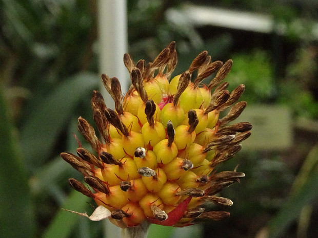 Эхмея чашечковая - Aechmea calyculata
