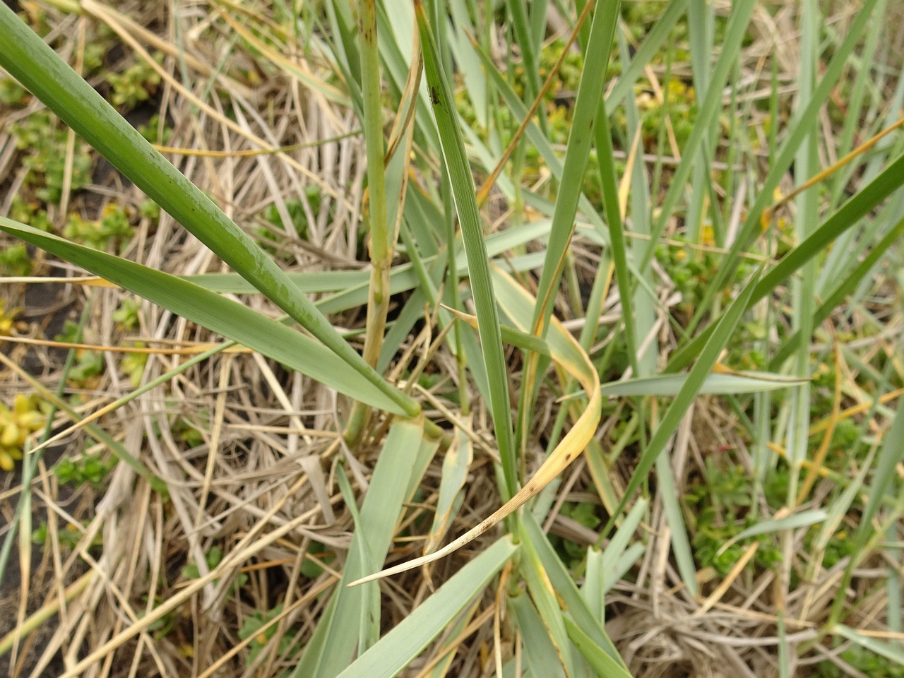 Leymus arenarius 25-Jul-19 _ 15_09_42