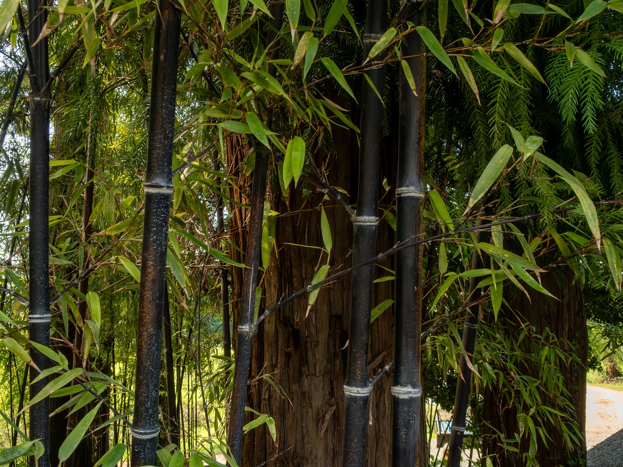 !Phyllostachys nigra _2025-08-19_1-4
