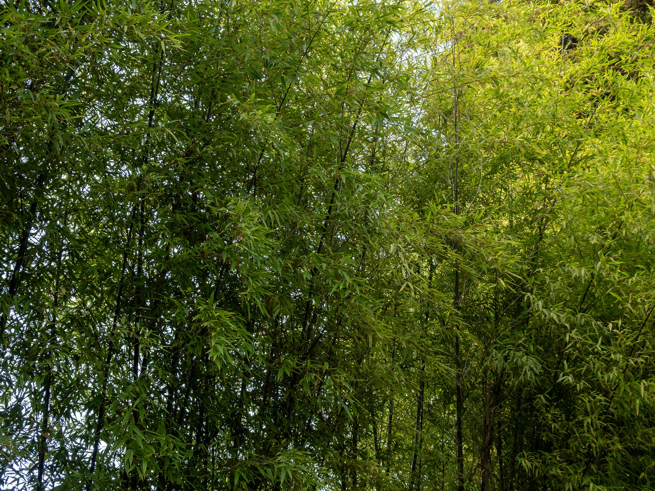 Phyllostachys nigra _2025-08-19_1-1