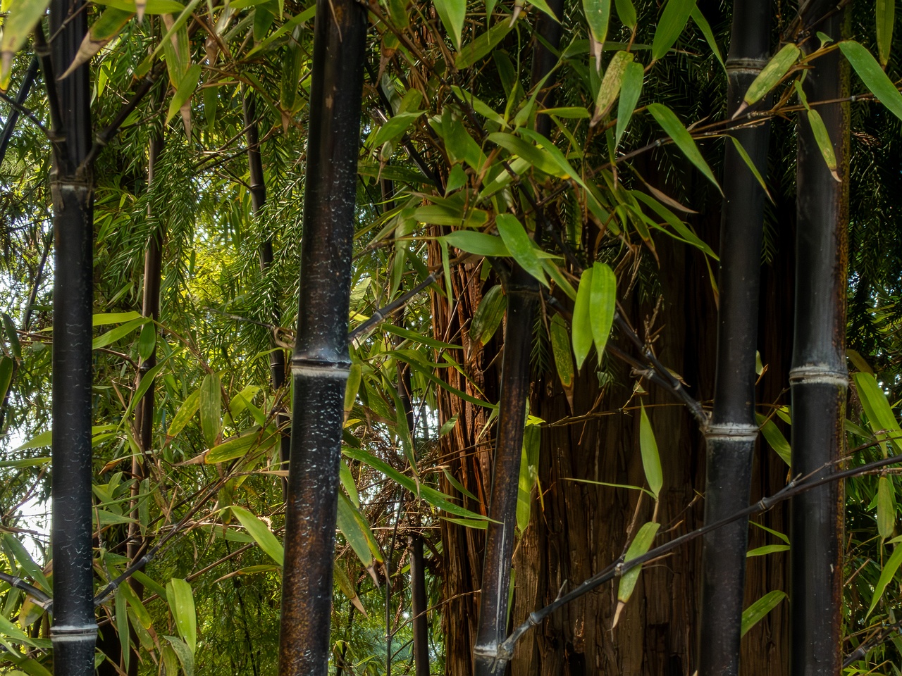 Phyllostachys nigra _2025-08-19_1-6