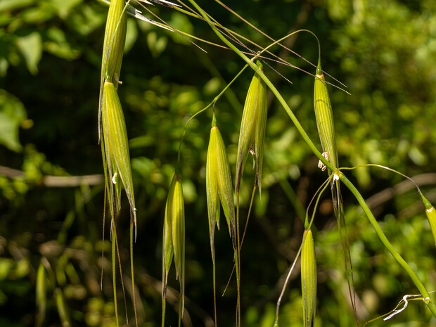 Овёс бесплодный - Avena sterilis