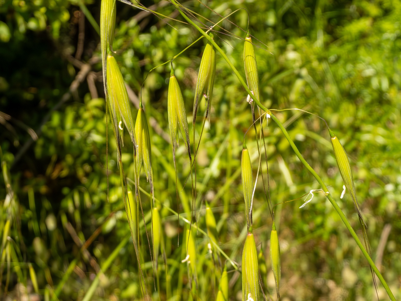 Avena sterilis _2025-05-15_1-1