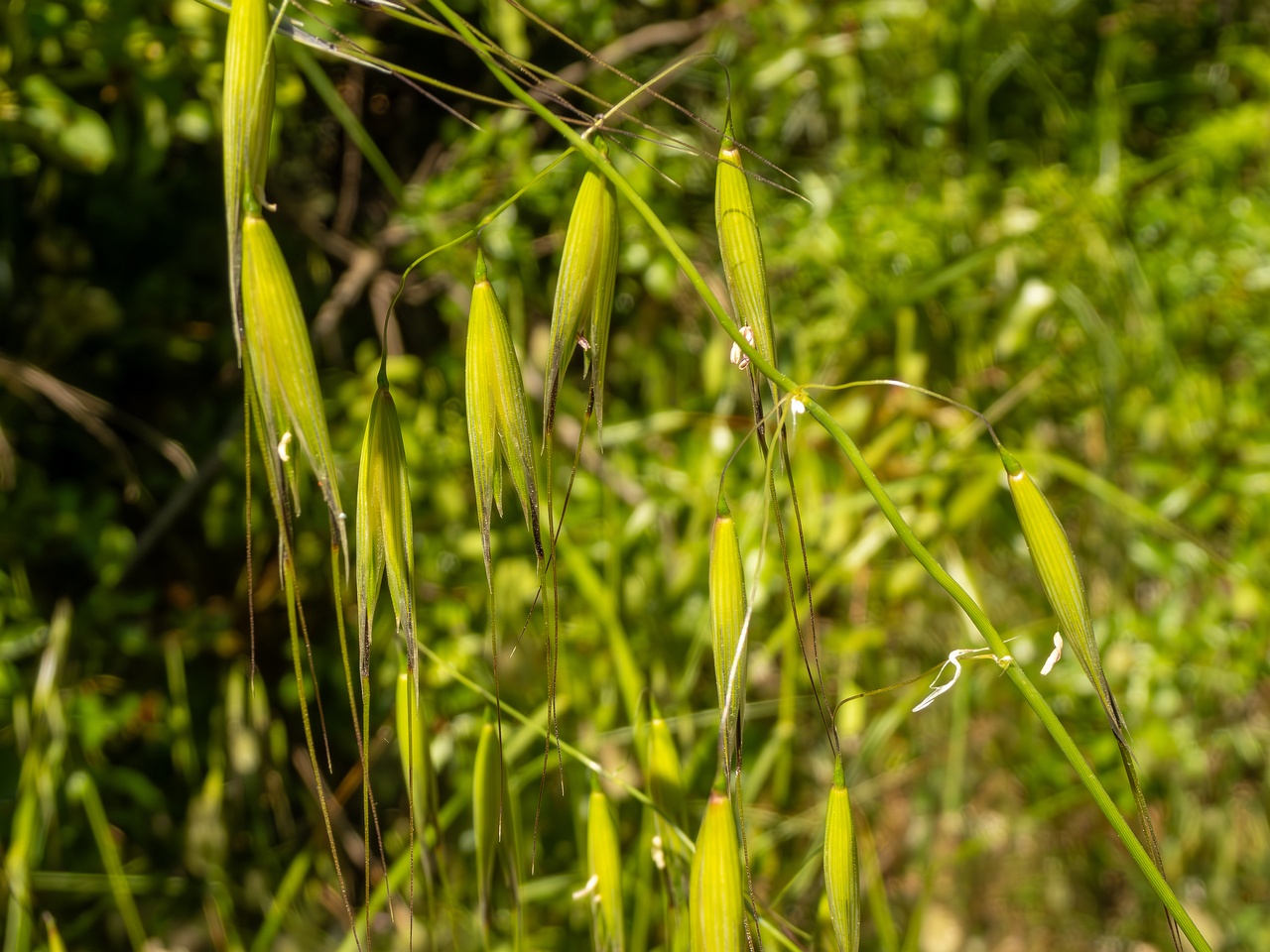 Avena sterilis _2025-05-15_1-2
