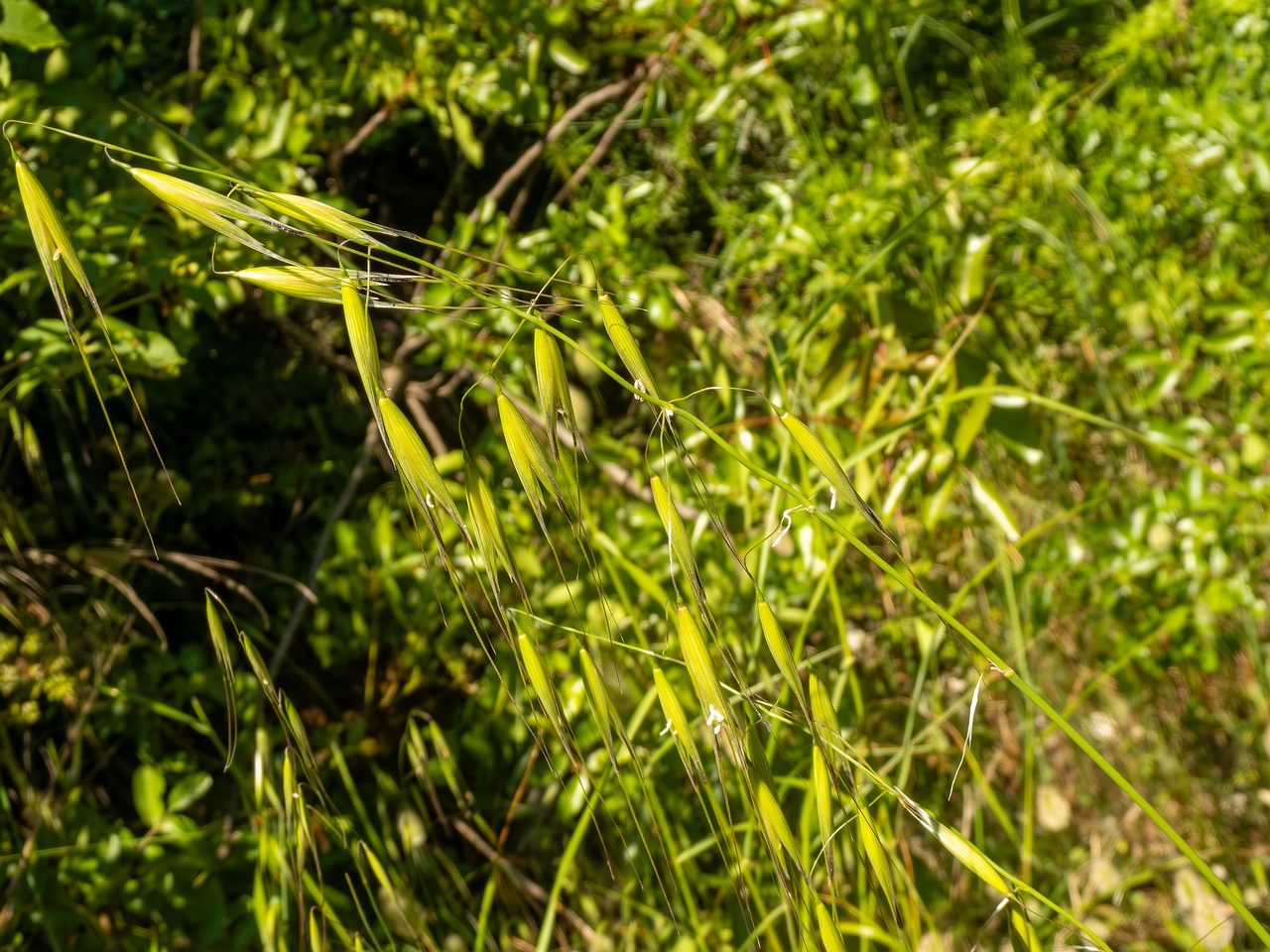 Avena sterilis _2025-05-15_1-3