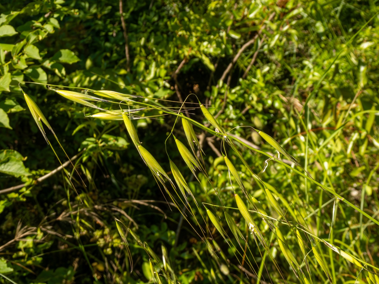 Avena sterilis _2025-05-15_1-4