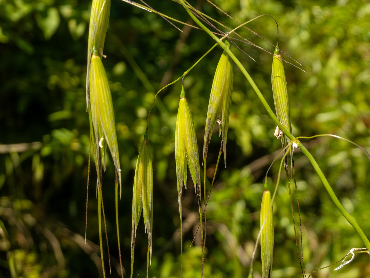 Avena sterilis _2025-05-15_1-5