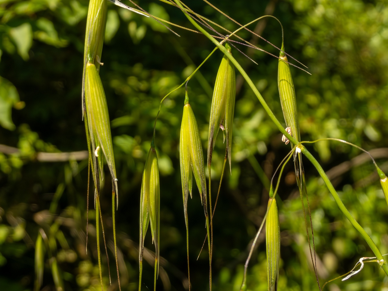 Avena sterilis _2025-05-15_1-6