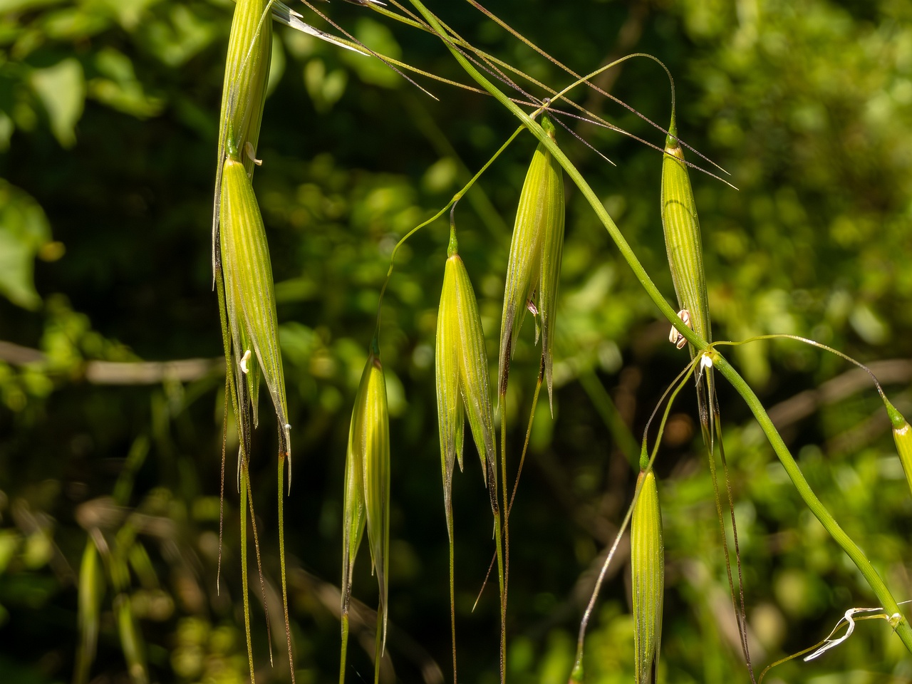 Avena sterilis _2025-05-15_1-7