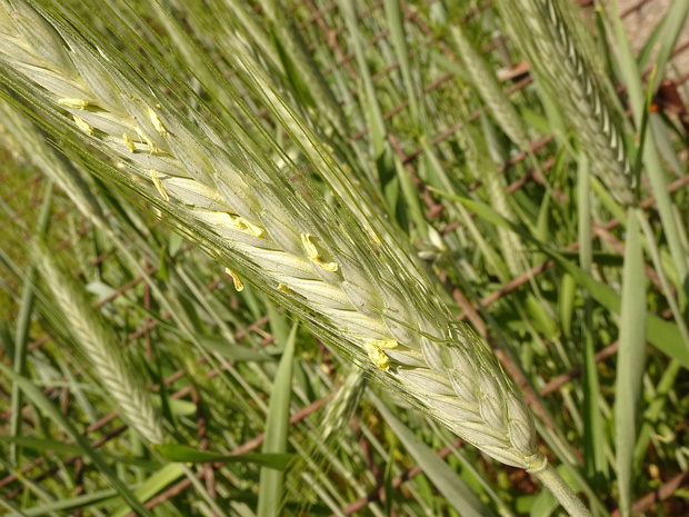 Пшеница твердая - Triticum durum