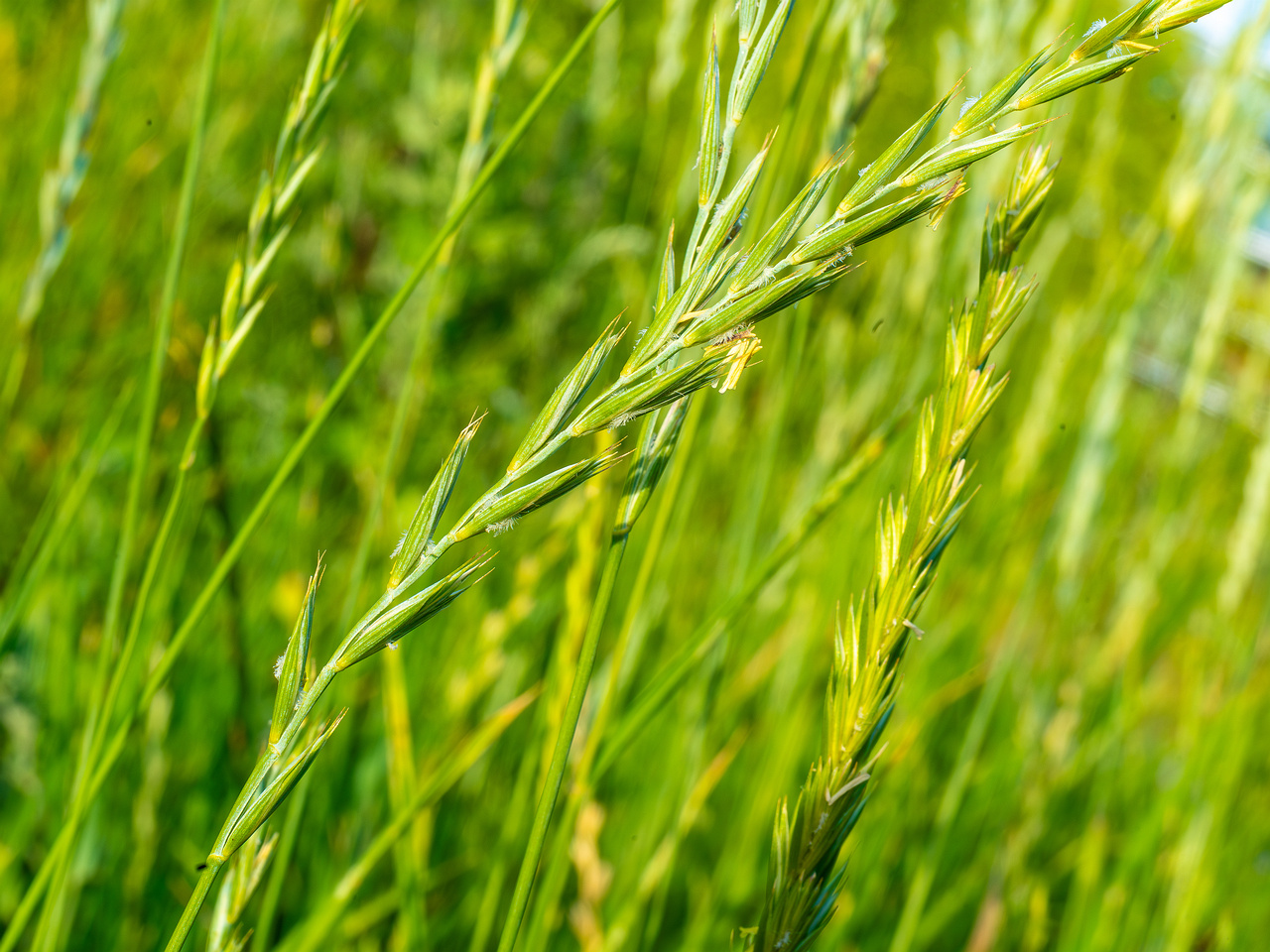 kiikri_old_deserted_grassland-74