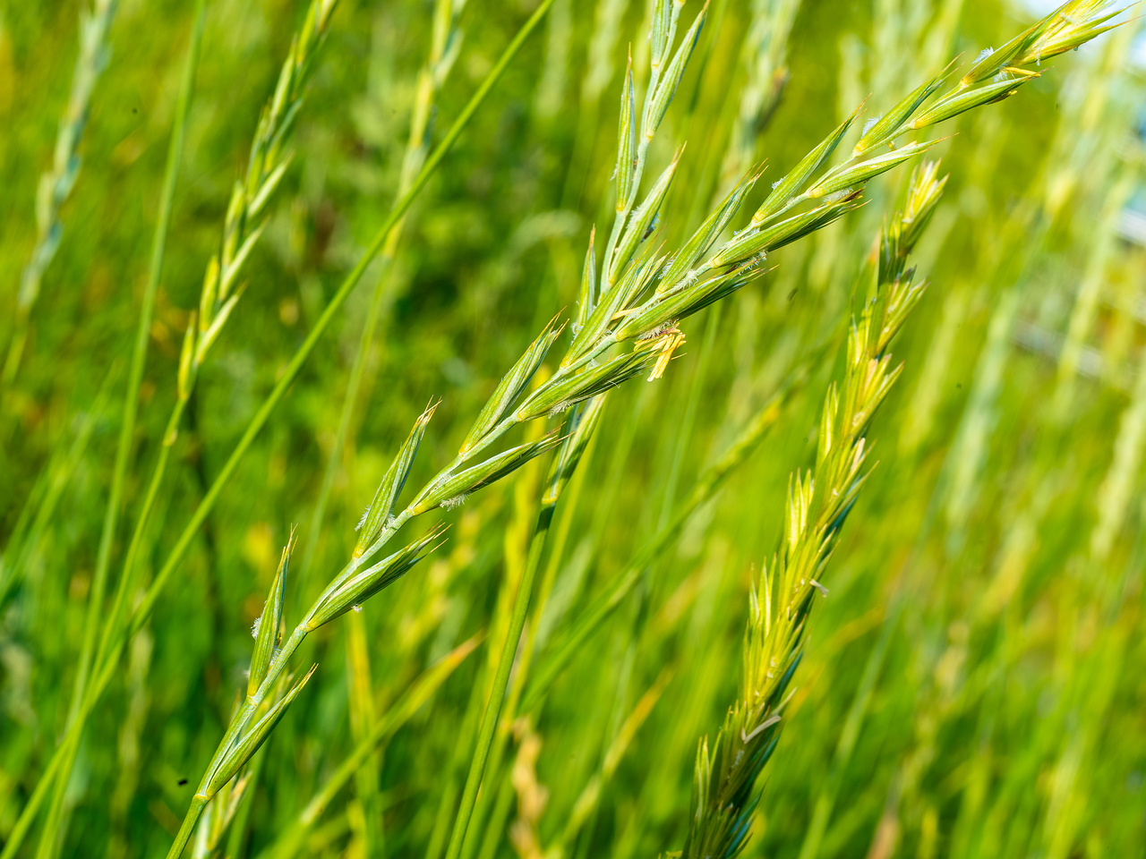 kiikri_old_deserted_grassland-75