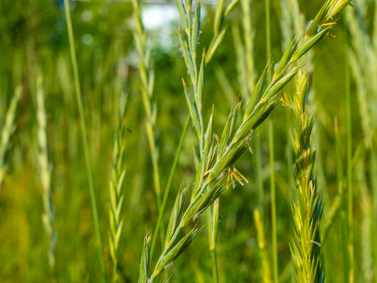 kiikri_old_deserted_grassland-76