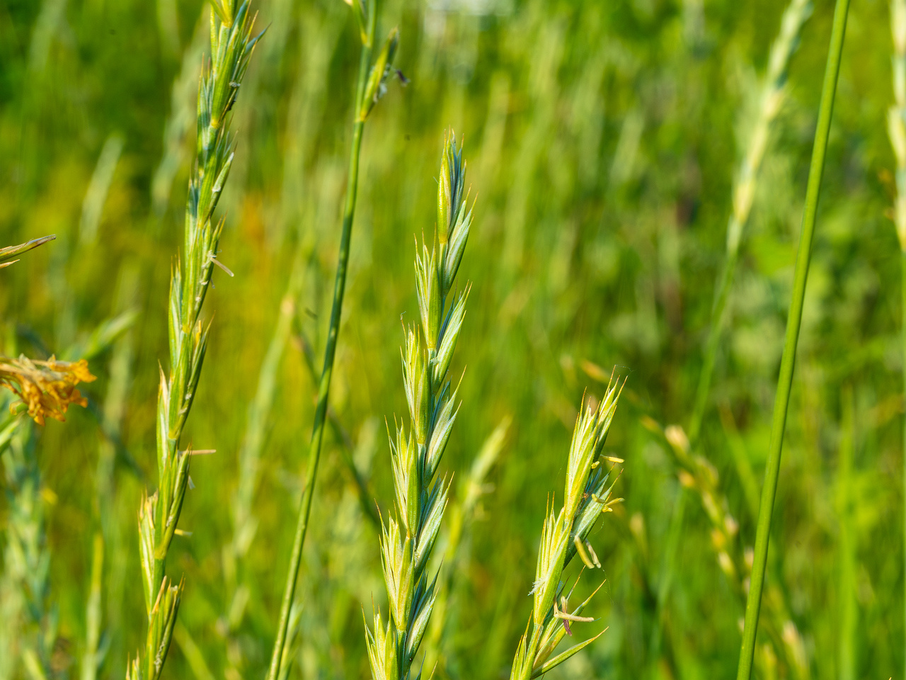 kiikri_old_deserted_grassland-77