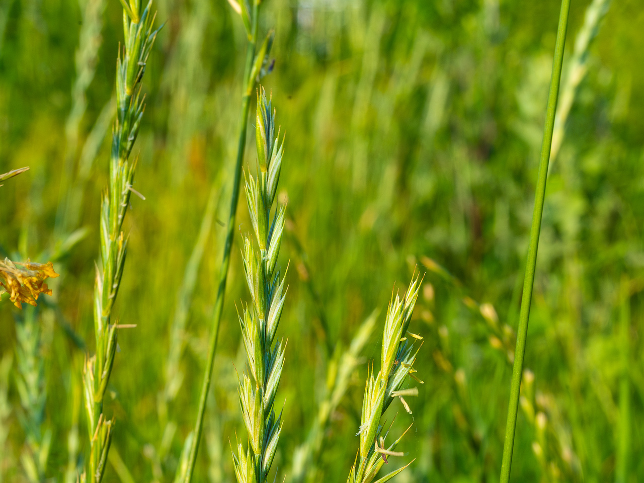 kiikri_old_deserted_grassland-78