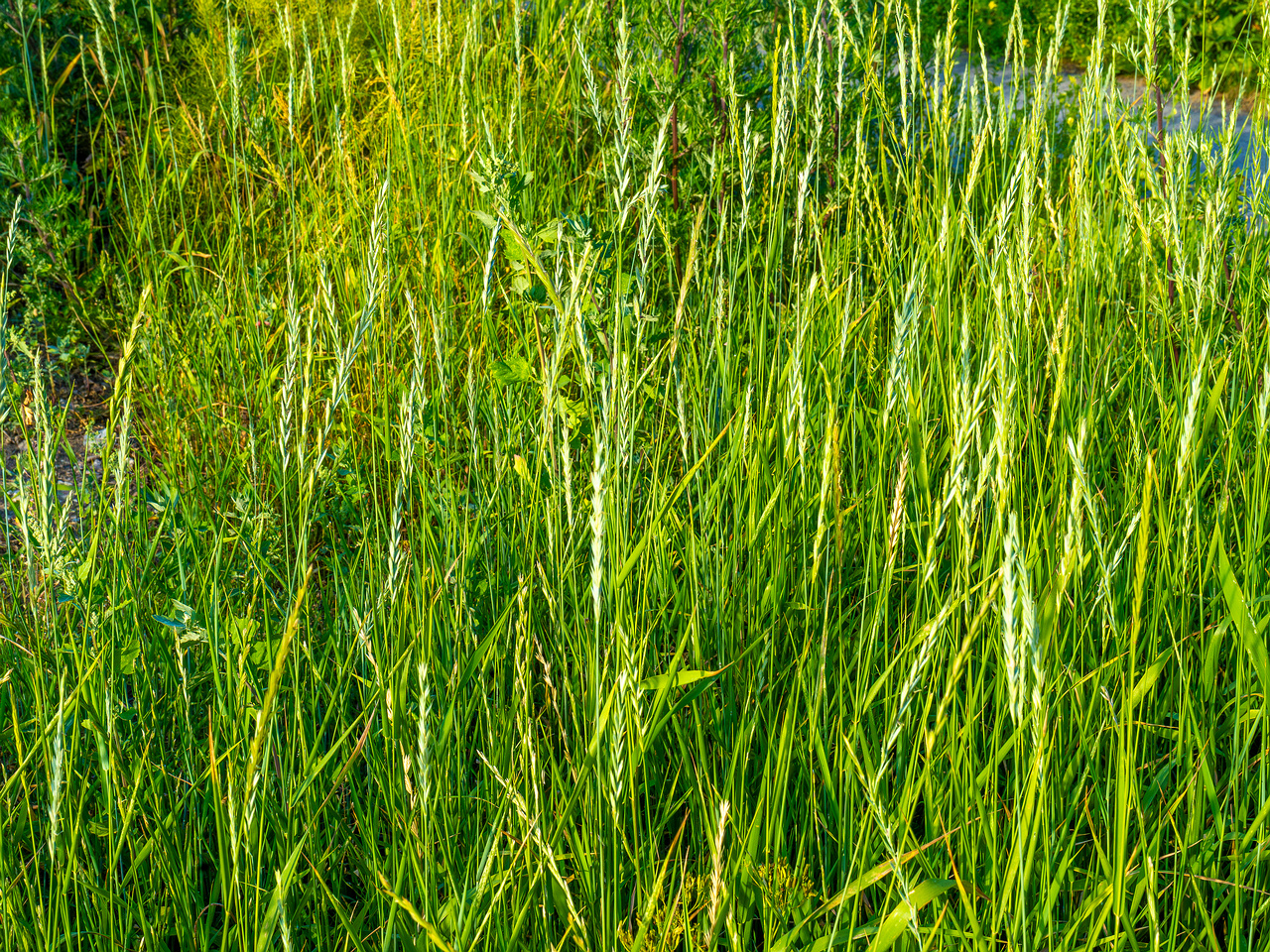 kiikri_old_deserted_grassland-79