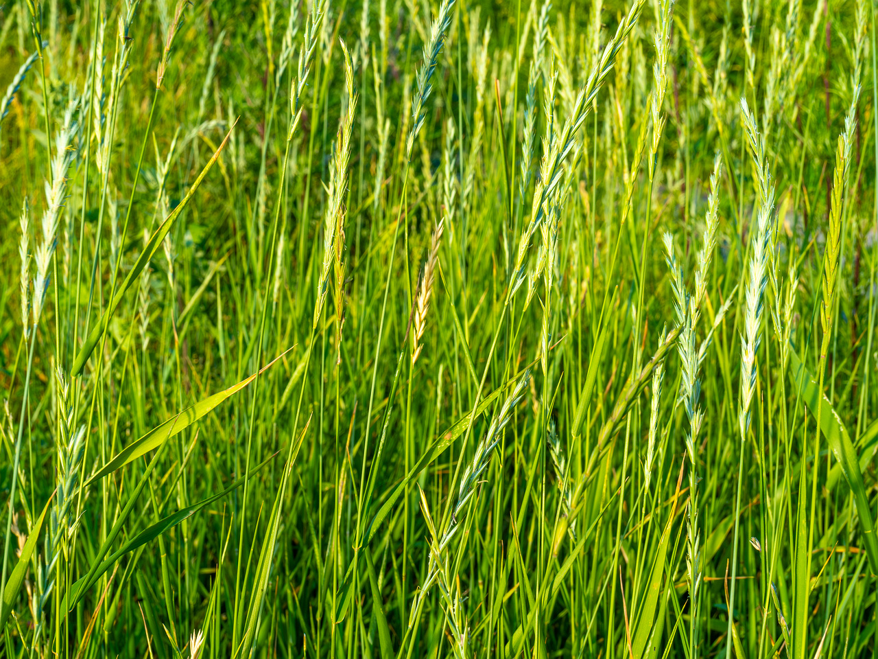 kiikri_old_deserted_grassland-80