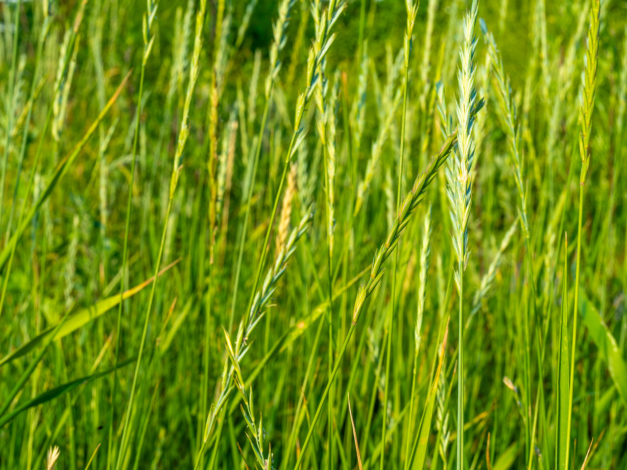 kiikri_old_deserted_grassland-81