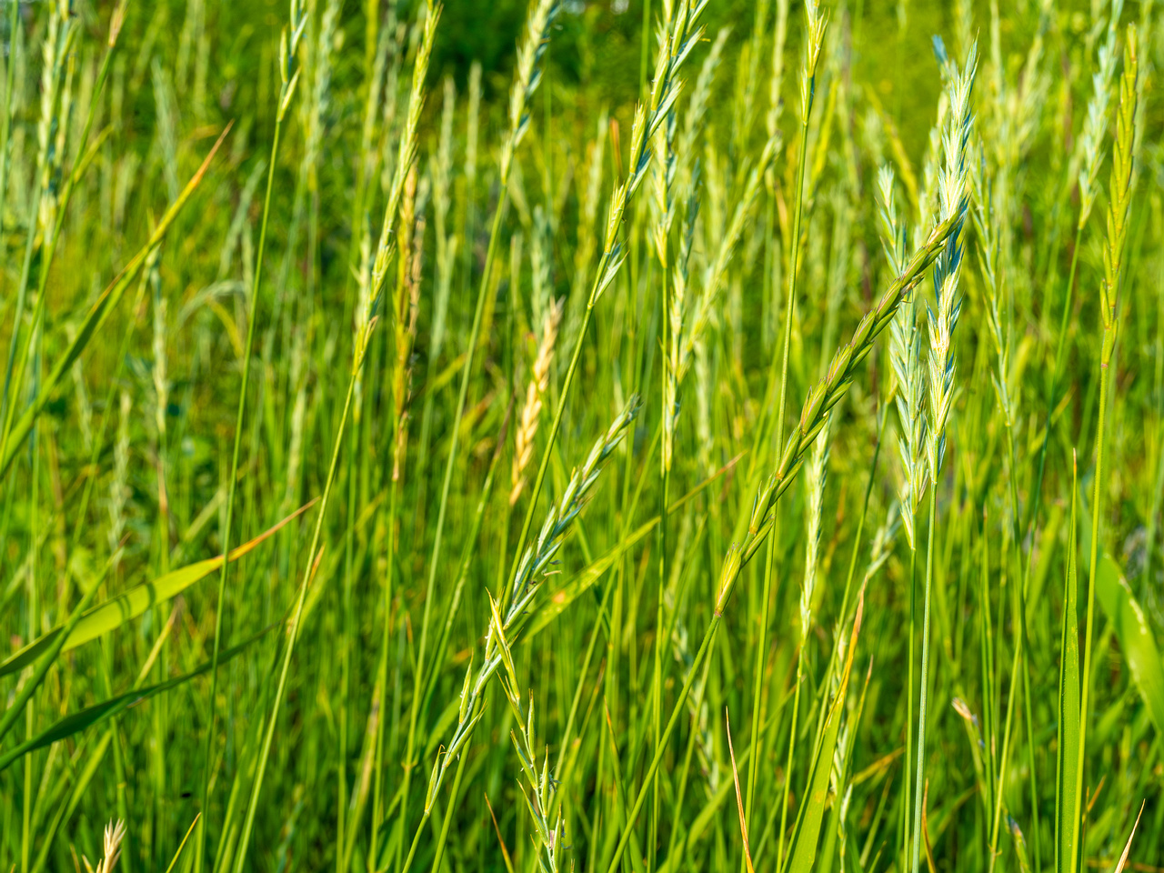 kiikri_old_deserted_grassland-82