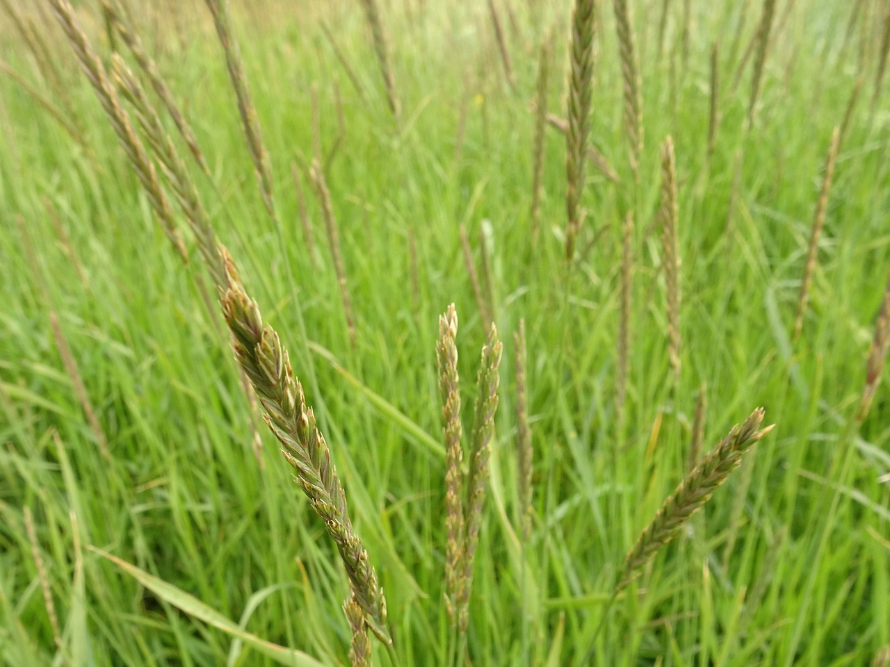 Elymus alapex 25-Jul-19 _ 15_15_24