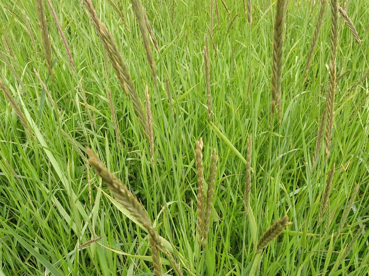 Elymus alapex 25-Jul-19 _ 15_16_06