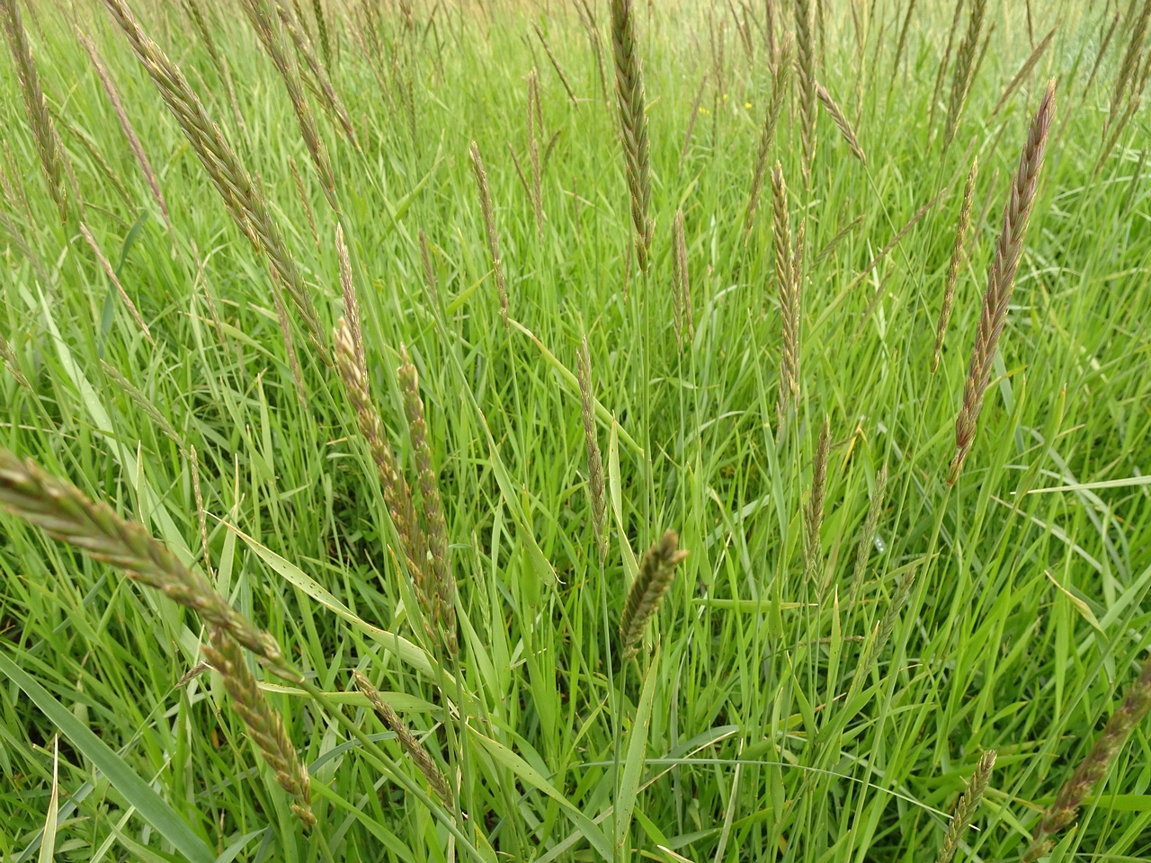 Elymus alapex 25-Jul-19 _ 15_16_14