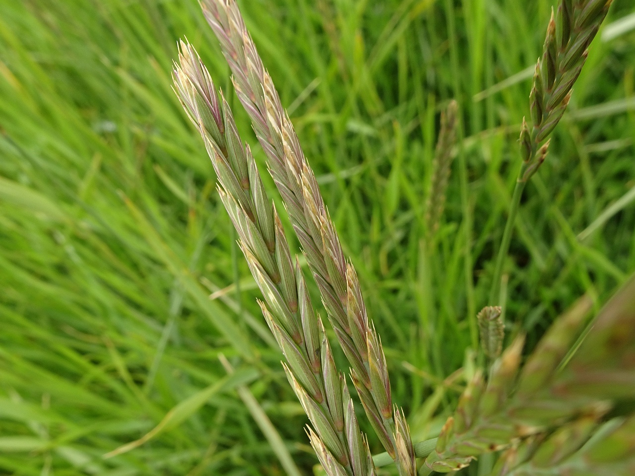 Elymus alapex 25-Jul-19 _ 15_16_28