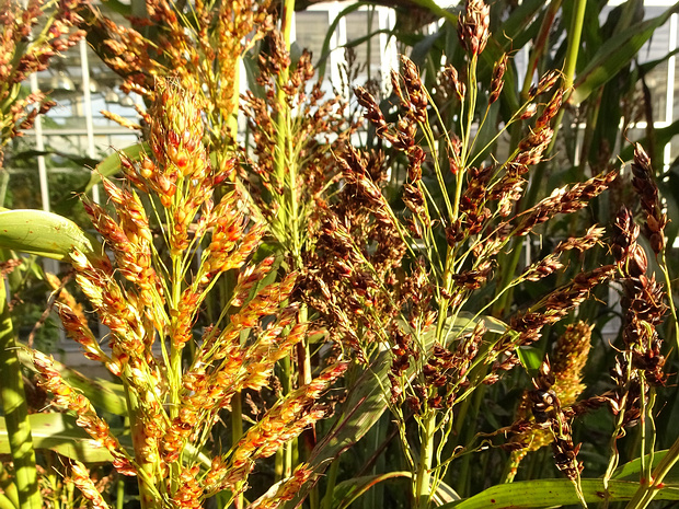 Сорго двуцветное - Sorghum bicolor