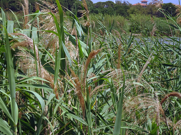 Тростник обыкновенный - Phragmites australis