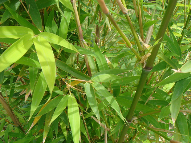 Бамбук золотой - Phyllostachys aurea