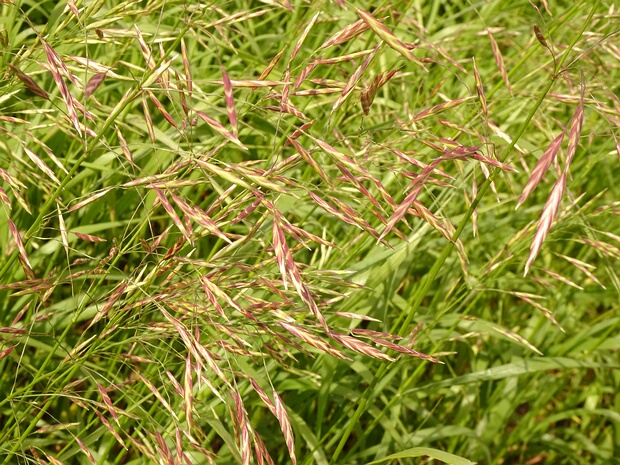 Костёр безостый - Bromus inermis
