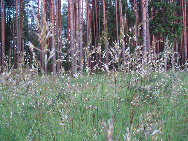 Мятлик луговой - Poa pratensis