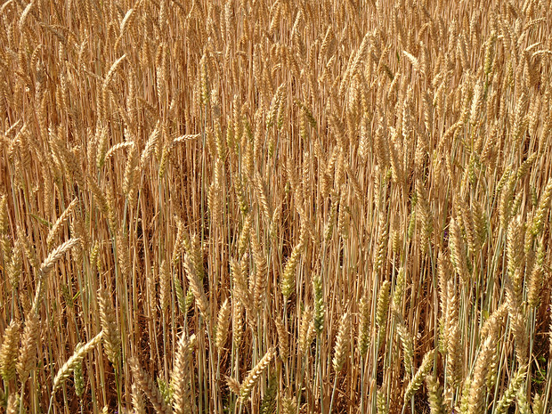 Пшеница мягкая - Triticum aestivum