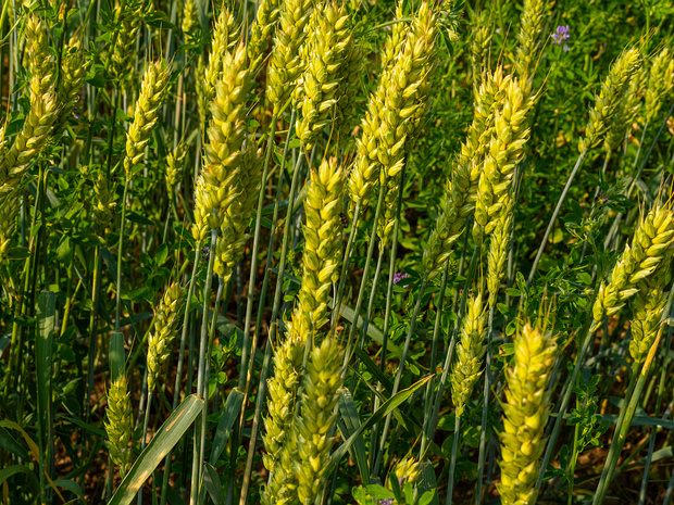 Пшеница мягкая - Triticum aestivum