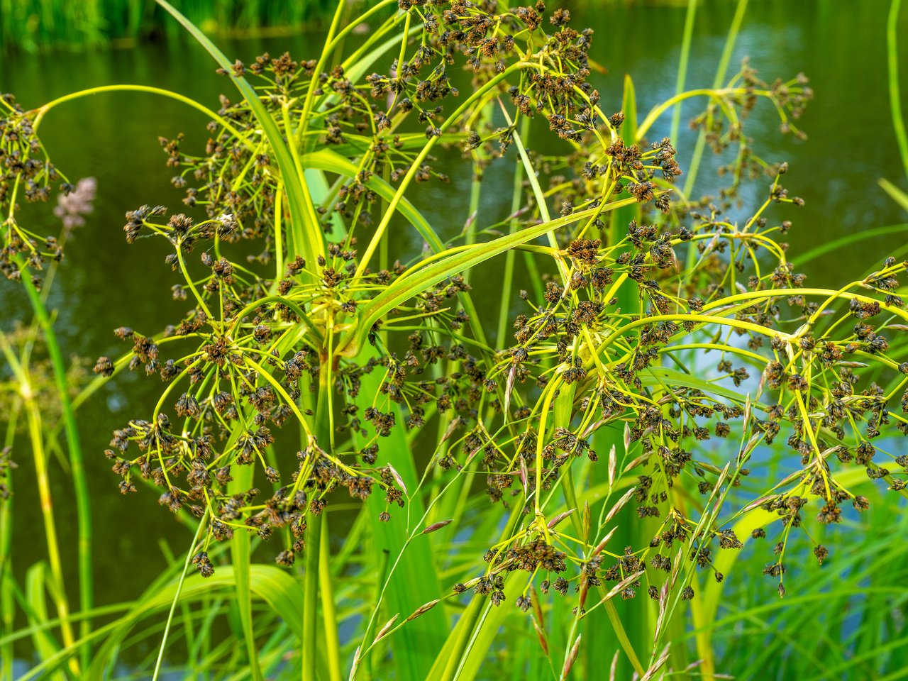 !tallinn_botanical_garden_grassland_near_pond-91