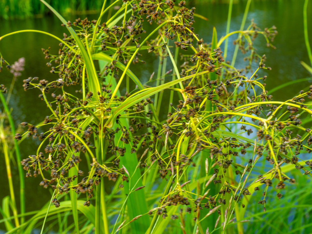 tallinn_botanical_garden_grassland_near_pond-92