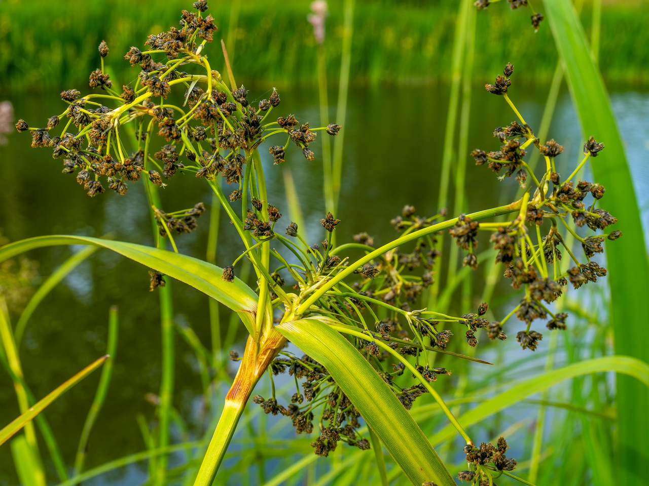 tallinn_botanical_garden_grassland_near_pond-93