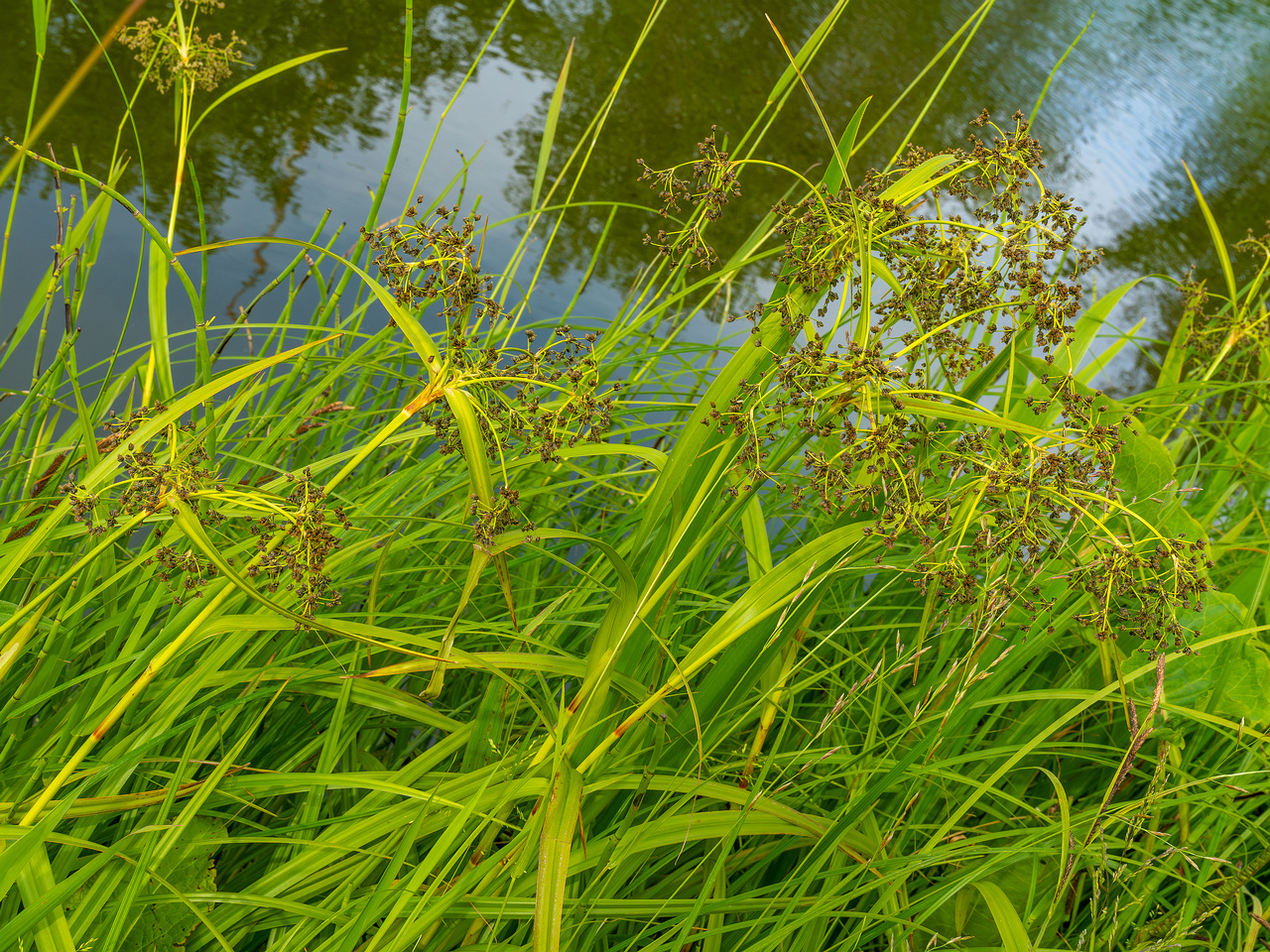 tallinn_botanical_garden_grassland_near_pond-94