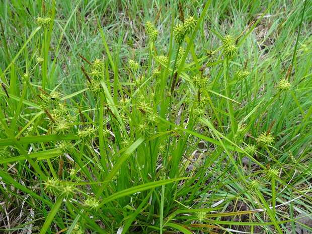 Осока золотистая - Carex lutea