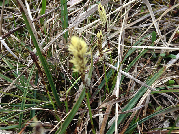 Осока низкая - Carex humilis