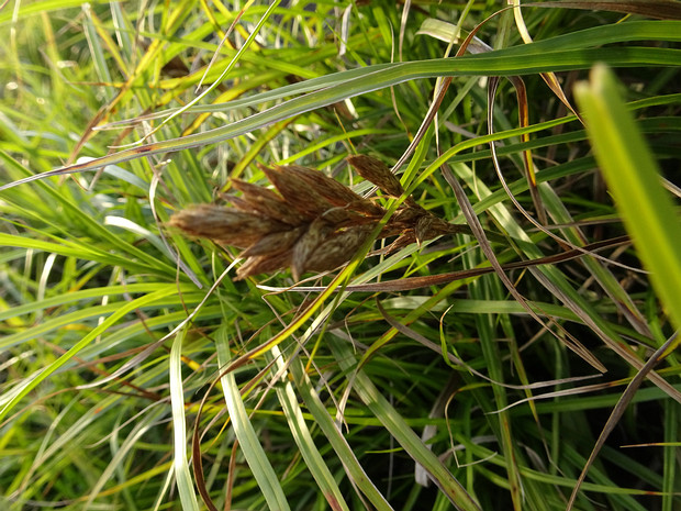 Осока пальмолистная 'Зеленая Звезда' - Carex muskingumensis 'Green Star'