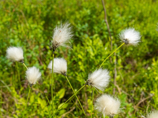 Пушица влагалищная - Eriophorum vaginatum