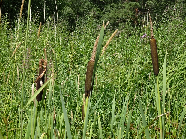 Рогоз широколистный - Typha latifolia