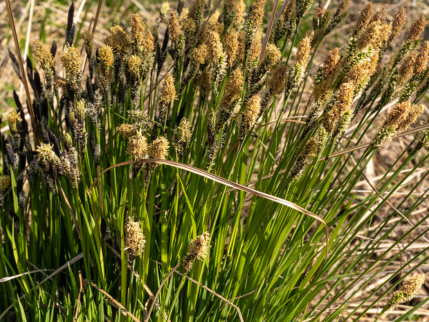 Осоковые - Cyperaceae The Cyperaceae are a family of monocotyledonous graminoid flowering plants known as sedges, which superficially resemble...