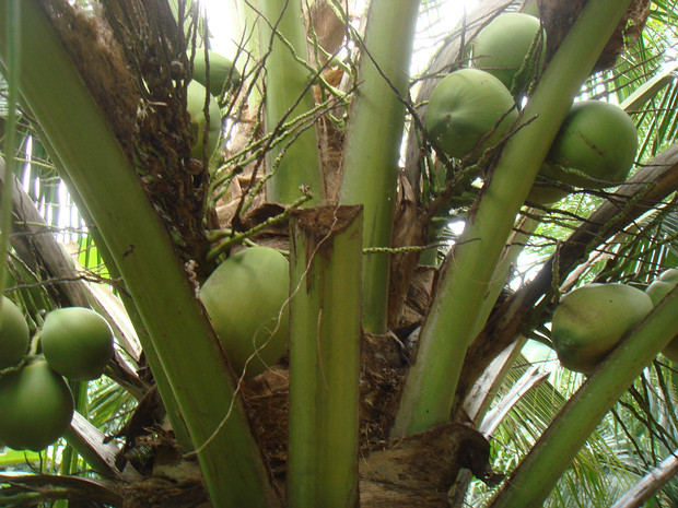 Кокос орехоносный - Cocos nucifera